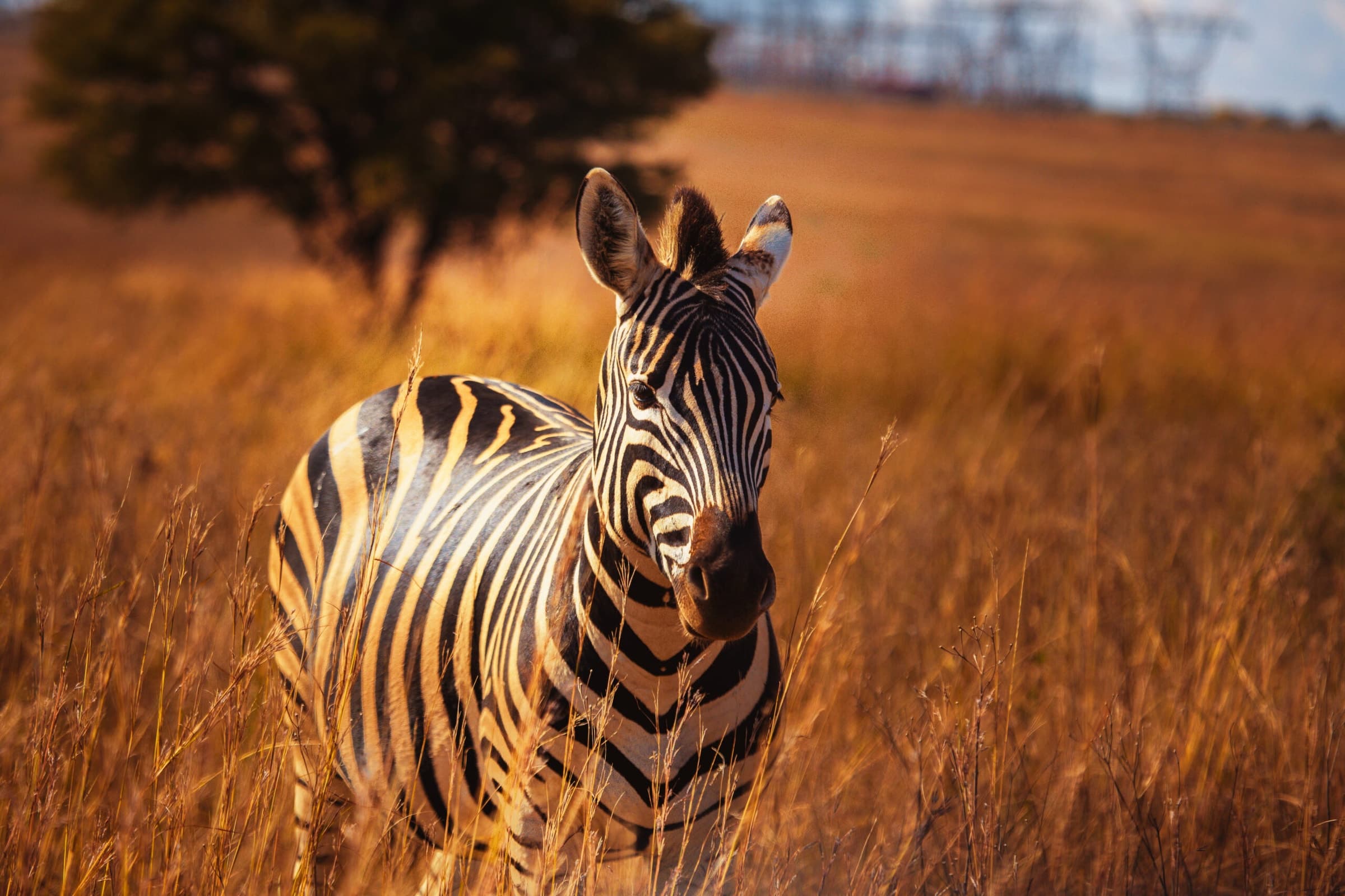 12 Day Comprehensive Safari Tanzania